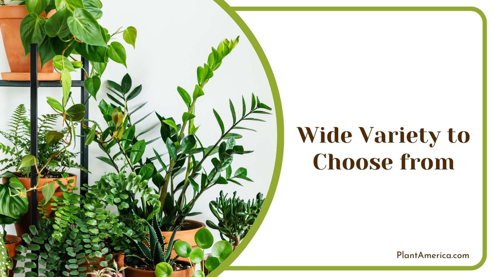 Different Types Of Philodendron Plant America