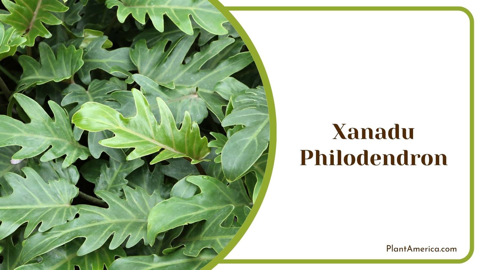 Different Xanadu Philodendron Plant America