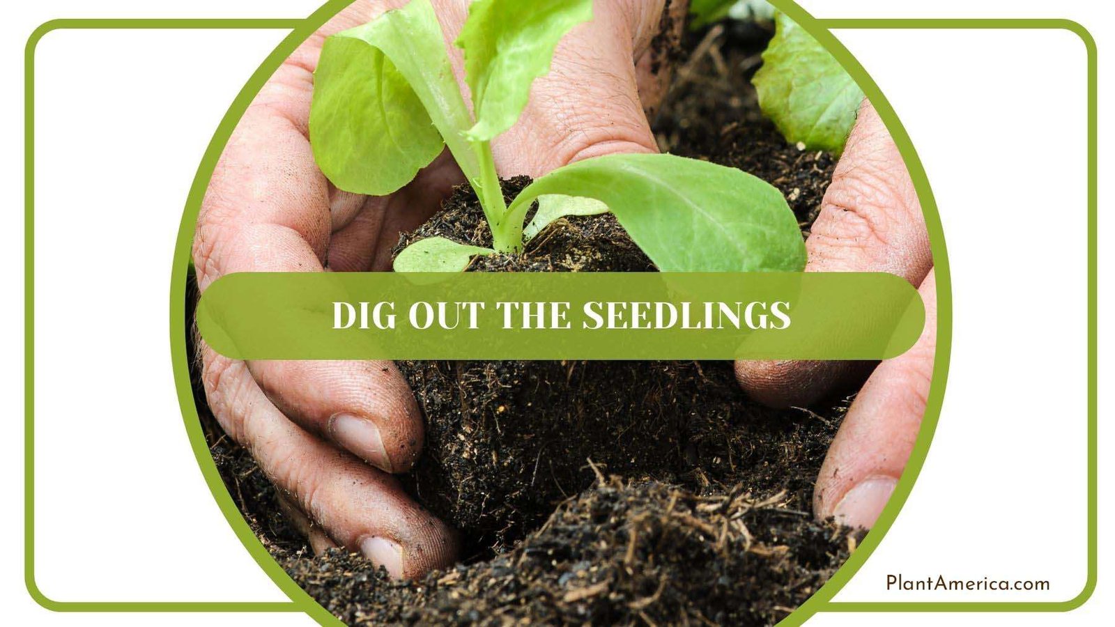 Digging Out Seedlings PlantAmerica