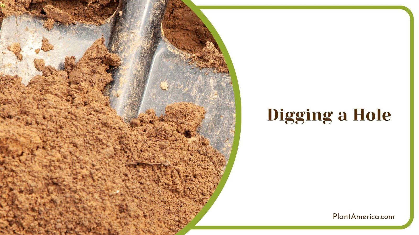 Digging a Hole for Magnolia Tree PlantAmerica