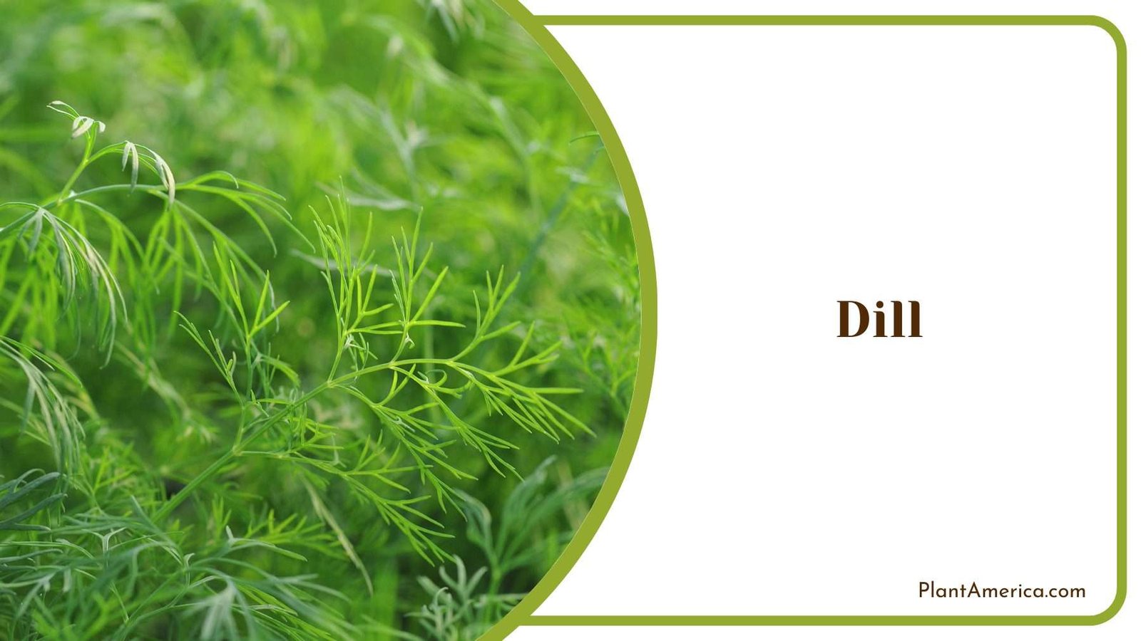 Dill Bush Plant America