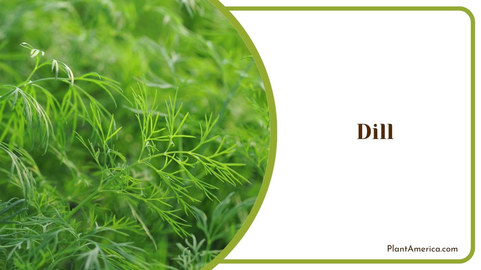 Dill Plant America