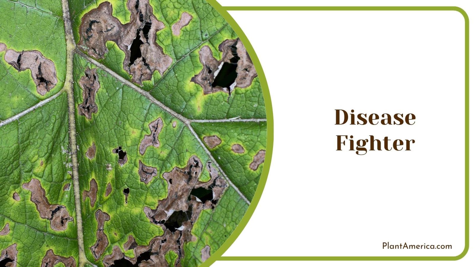 Disease On a Leaf Plant America
