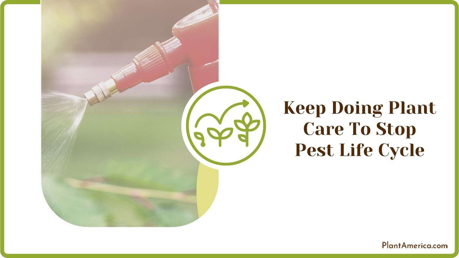 Doing Plant Care To Stop Pest Life Cycle Plant America