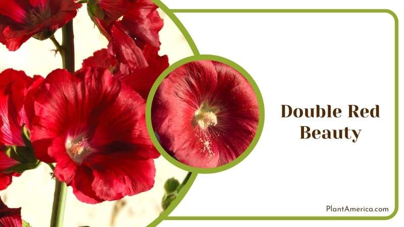 Double Red Beauty Flowers Plant America