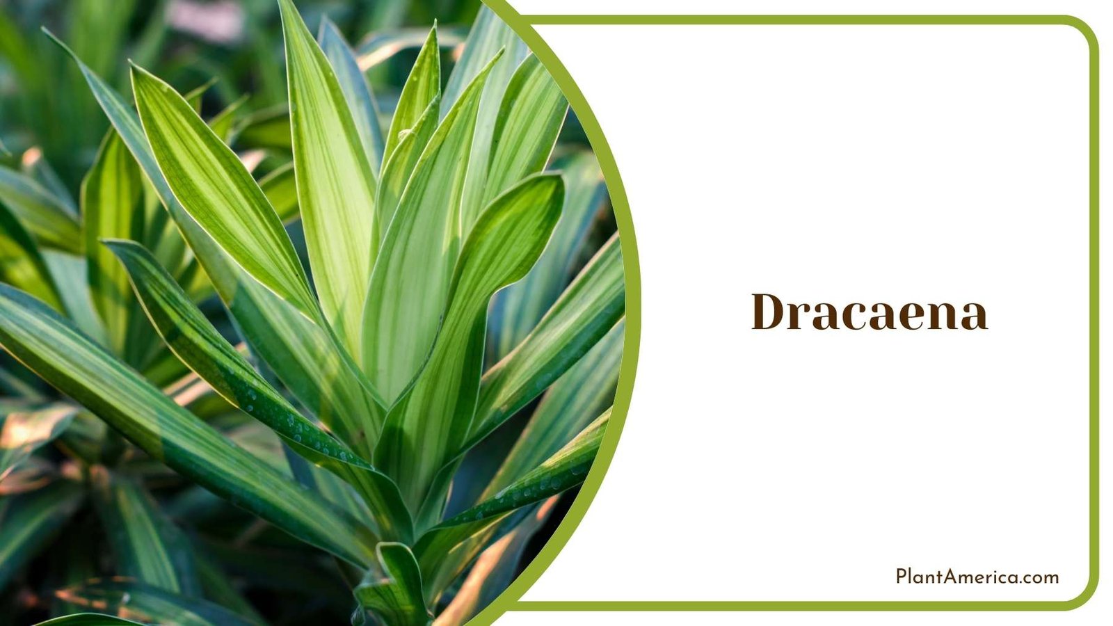 Dracaena Flowers Plant America Dracaena Flowers Plant America