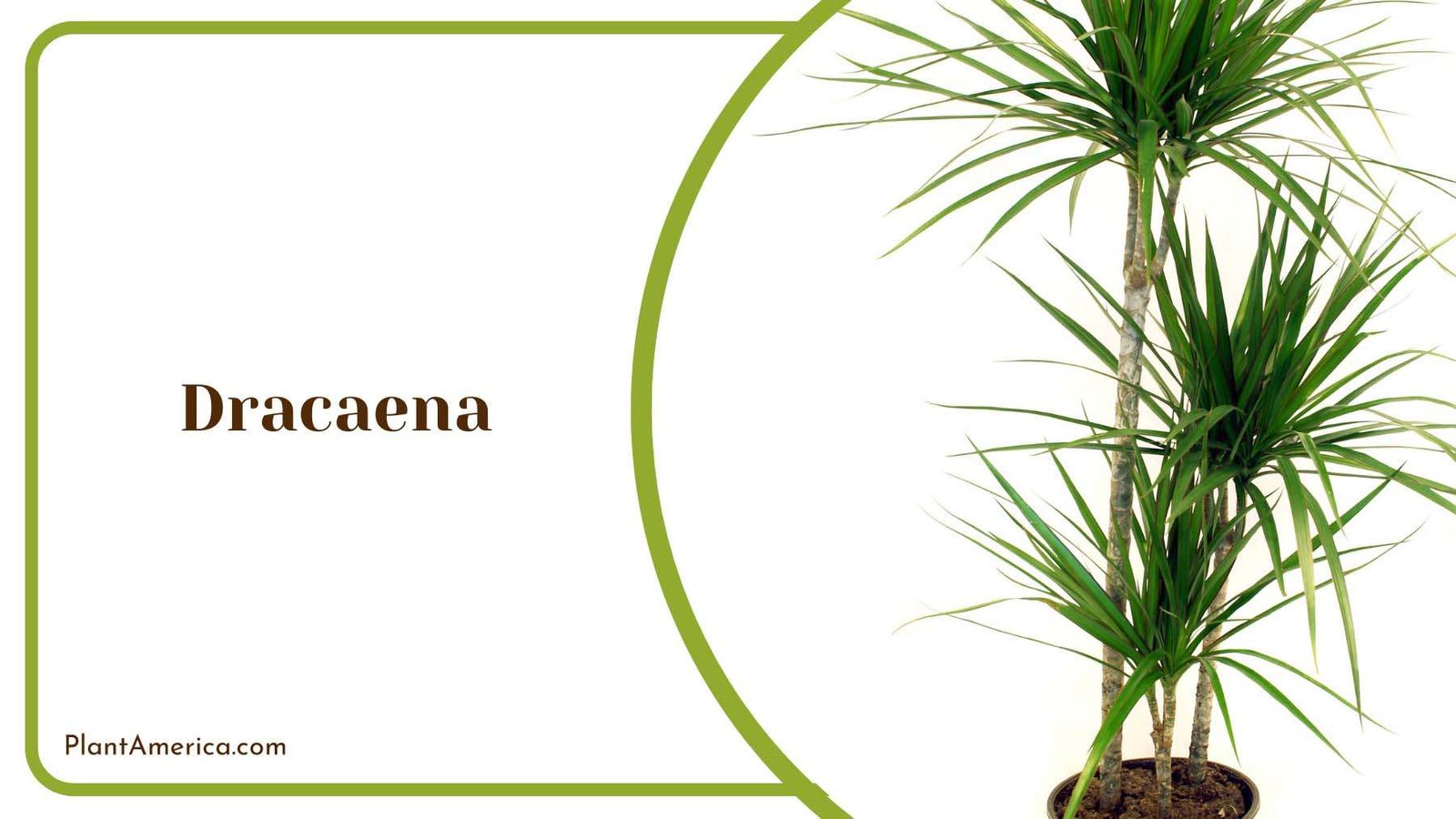 Dracaena Houseplants Plant America