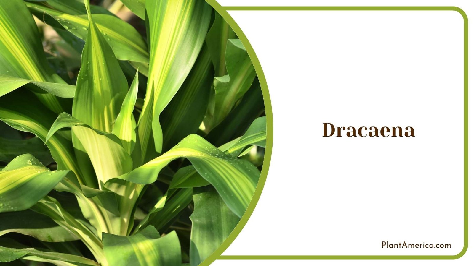 Dracaena In a Shot Plant America