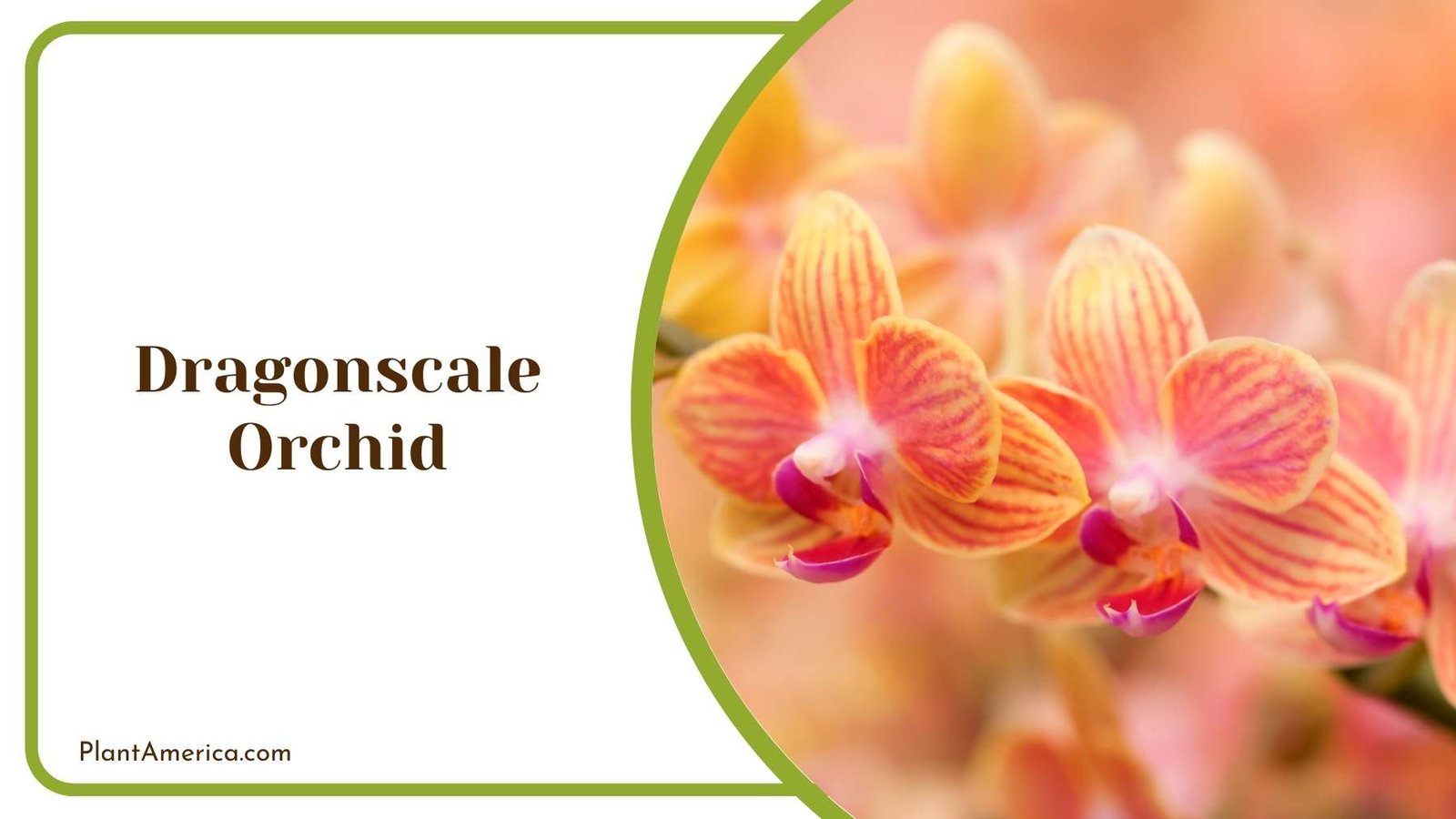 Dragonscale Orchid Flowers In Jungle Plant America