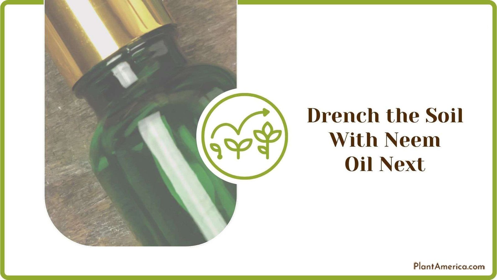 Drenching the Soil With Neem Oil Next Plant America Drenching the Soil With Neem Oil Next Plant America
