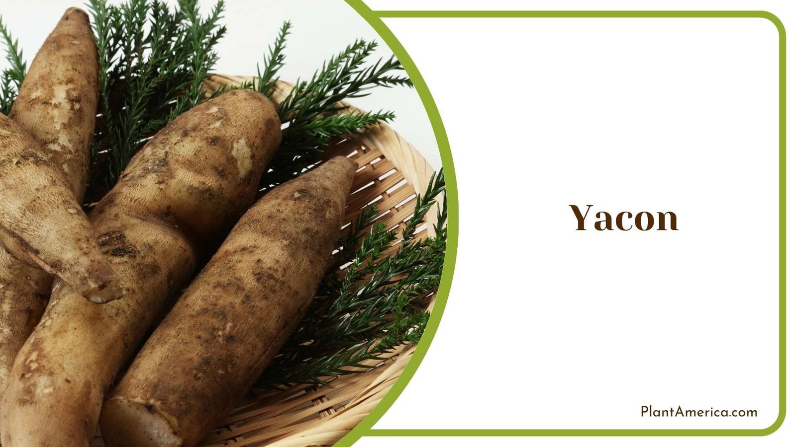 Dried Yacon Plant Plant America