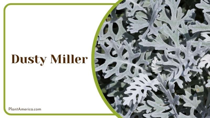 Dusty Miller plant is ideal for landscaping Plant America