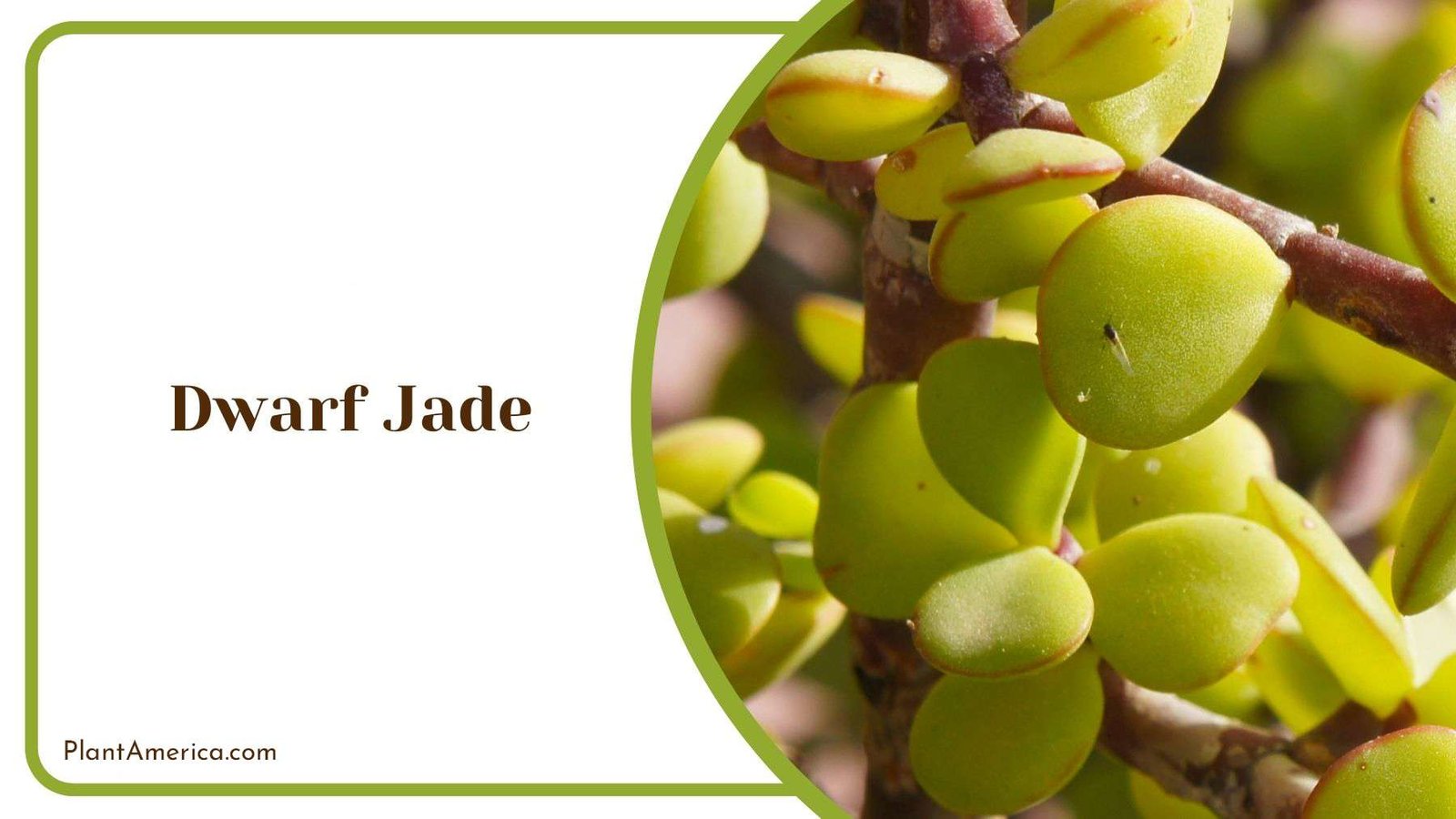 Dwarf Jade in Garden Plant America