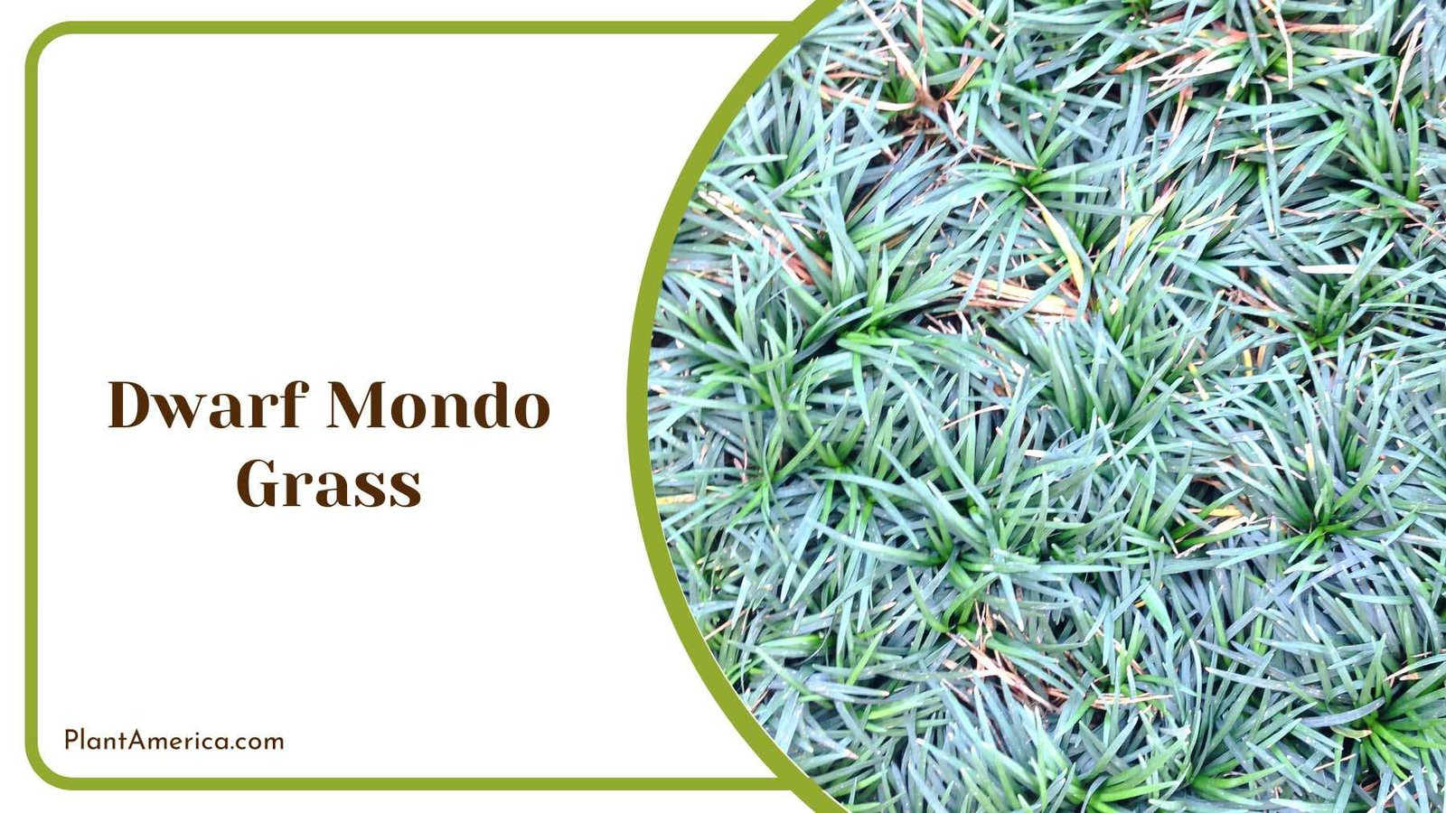 Dwarf Mondo Ornamental Grass Plant America