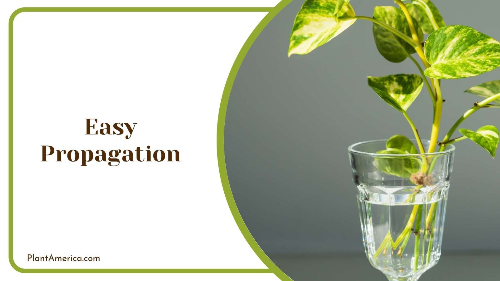 Easy Propagation Plant America