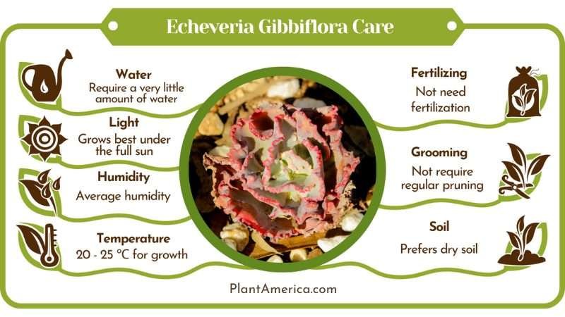 Echeveria Gibbiflora care infographic Plant America