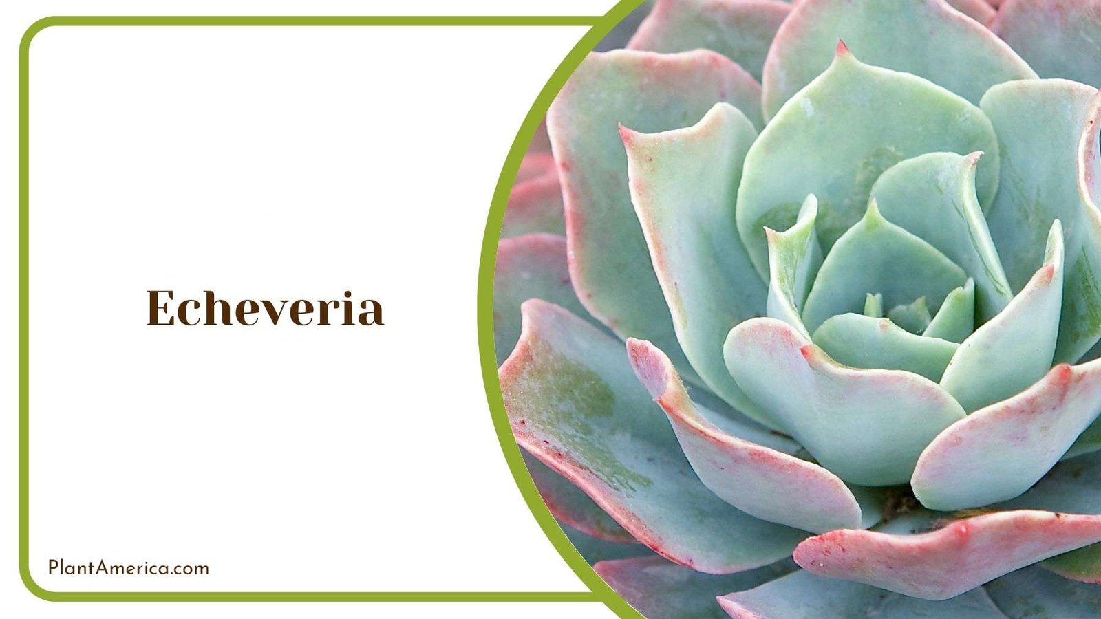 Echeveria Light Requirement Plant America