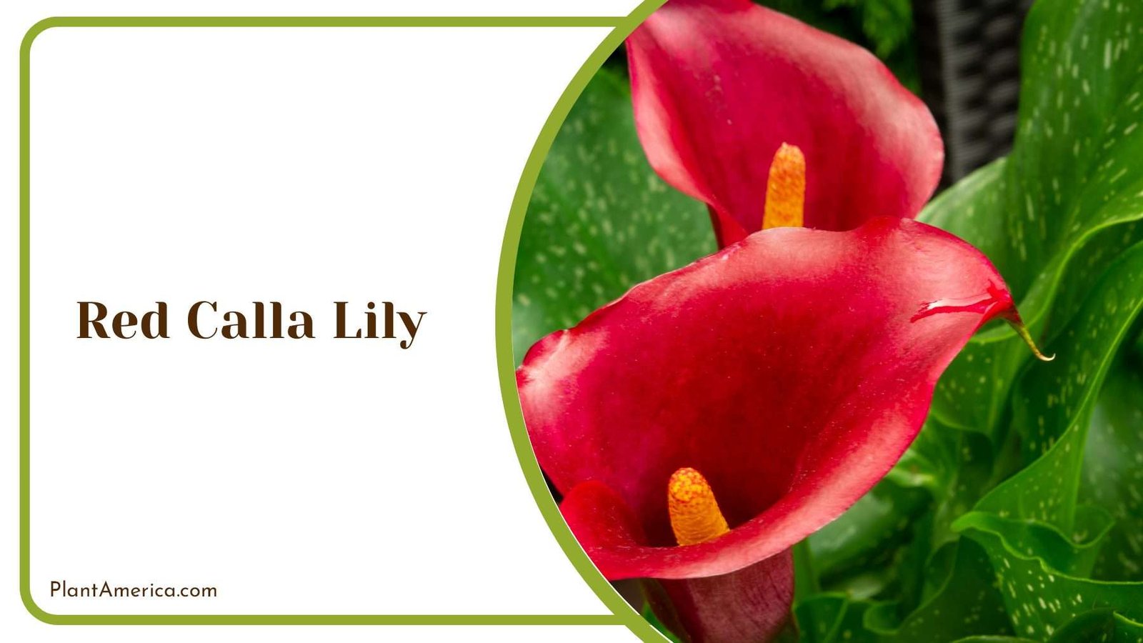 Elegance Red Calla Lily Plant America