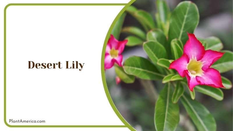 Elegant Desert Lily Plant America