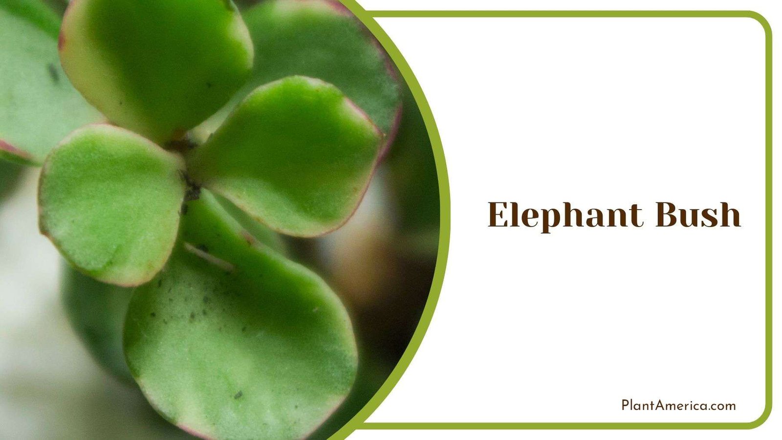 Elephant Bush Soil Requirements Plant America