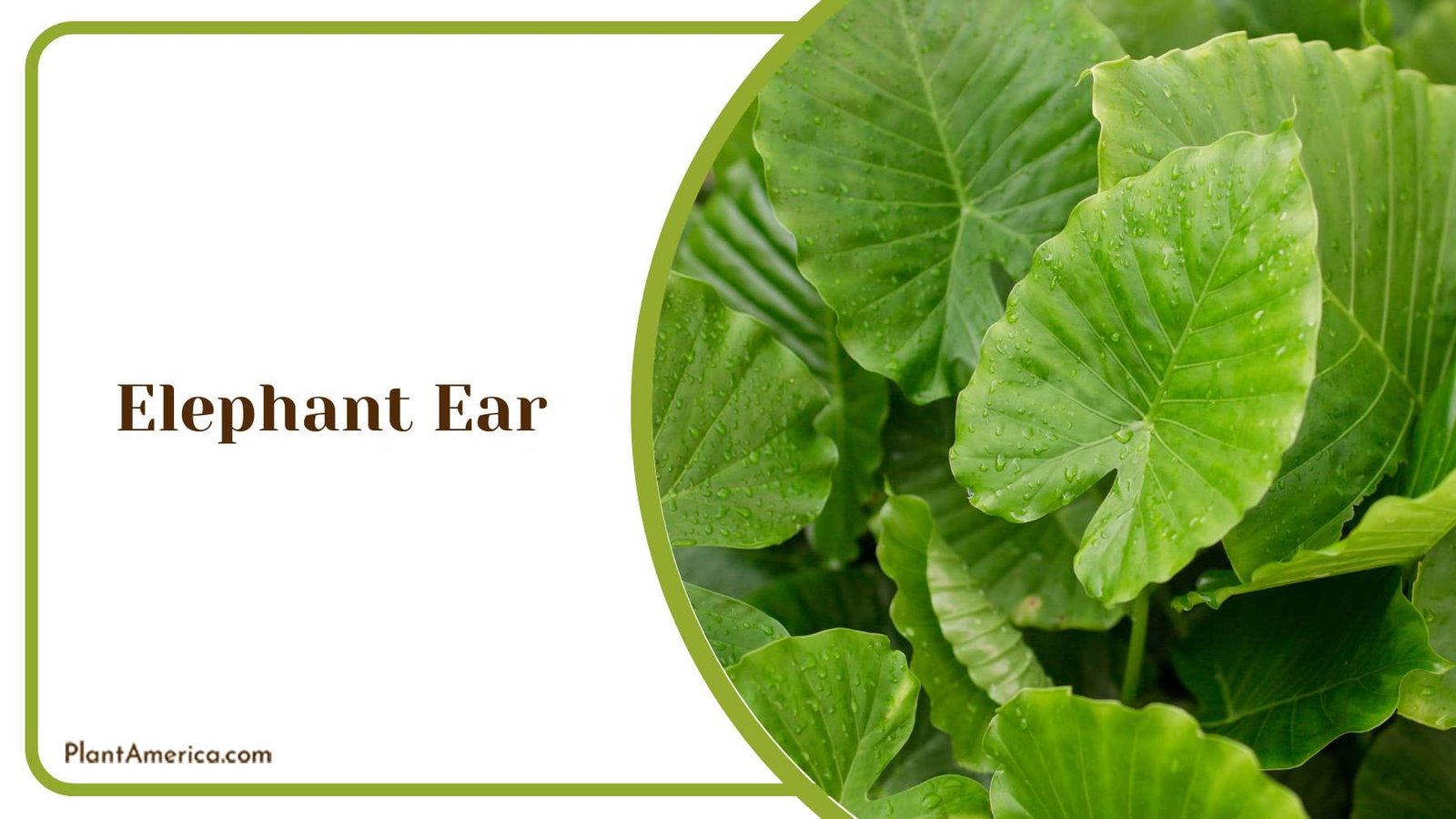 Elephant Ear Leaves Plant America