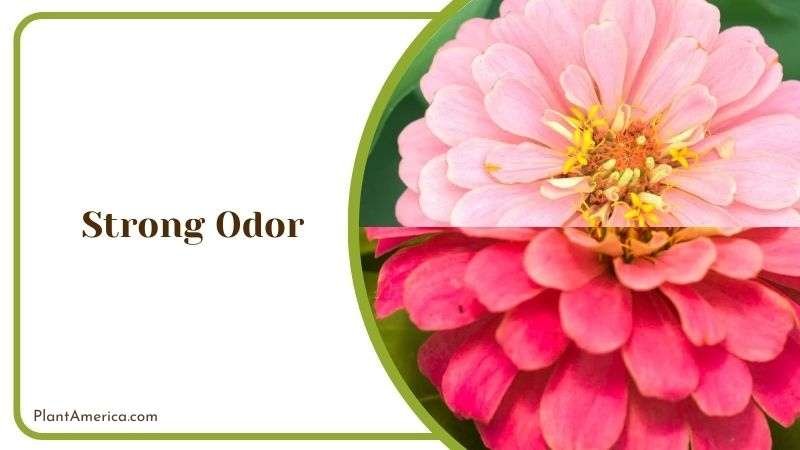 Eliminating Aphids from Zinnia Plant America