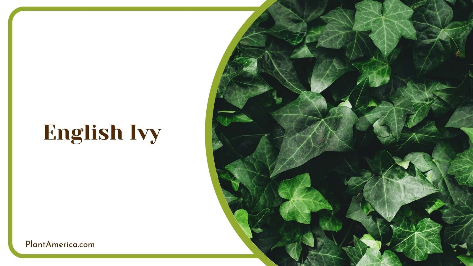 English Ivy Plant America