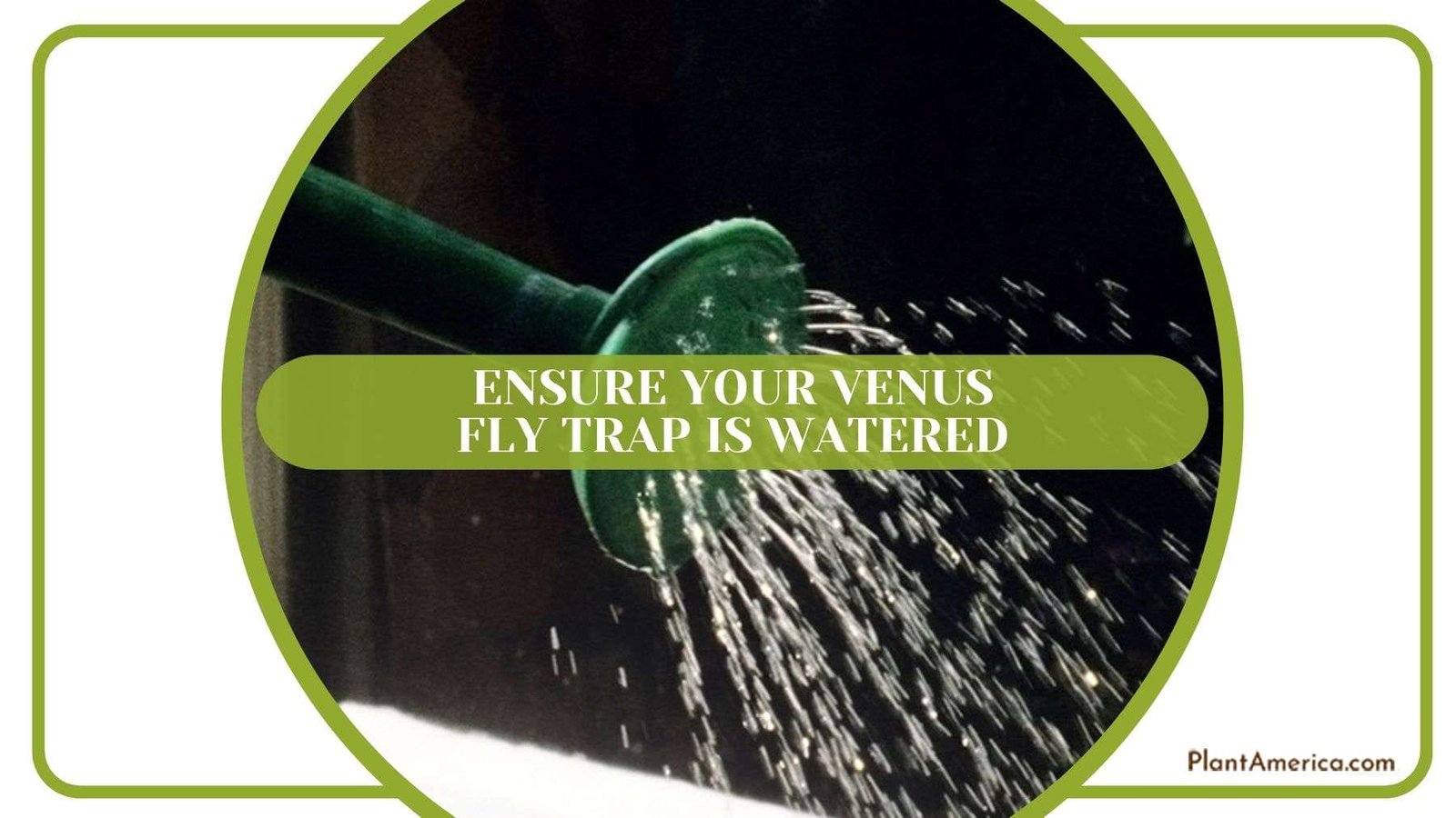 Ensuring Venus Fly Trap is Watered Plant America Ensuring Venus Fly Trap is Watered Plant America