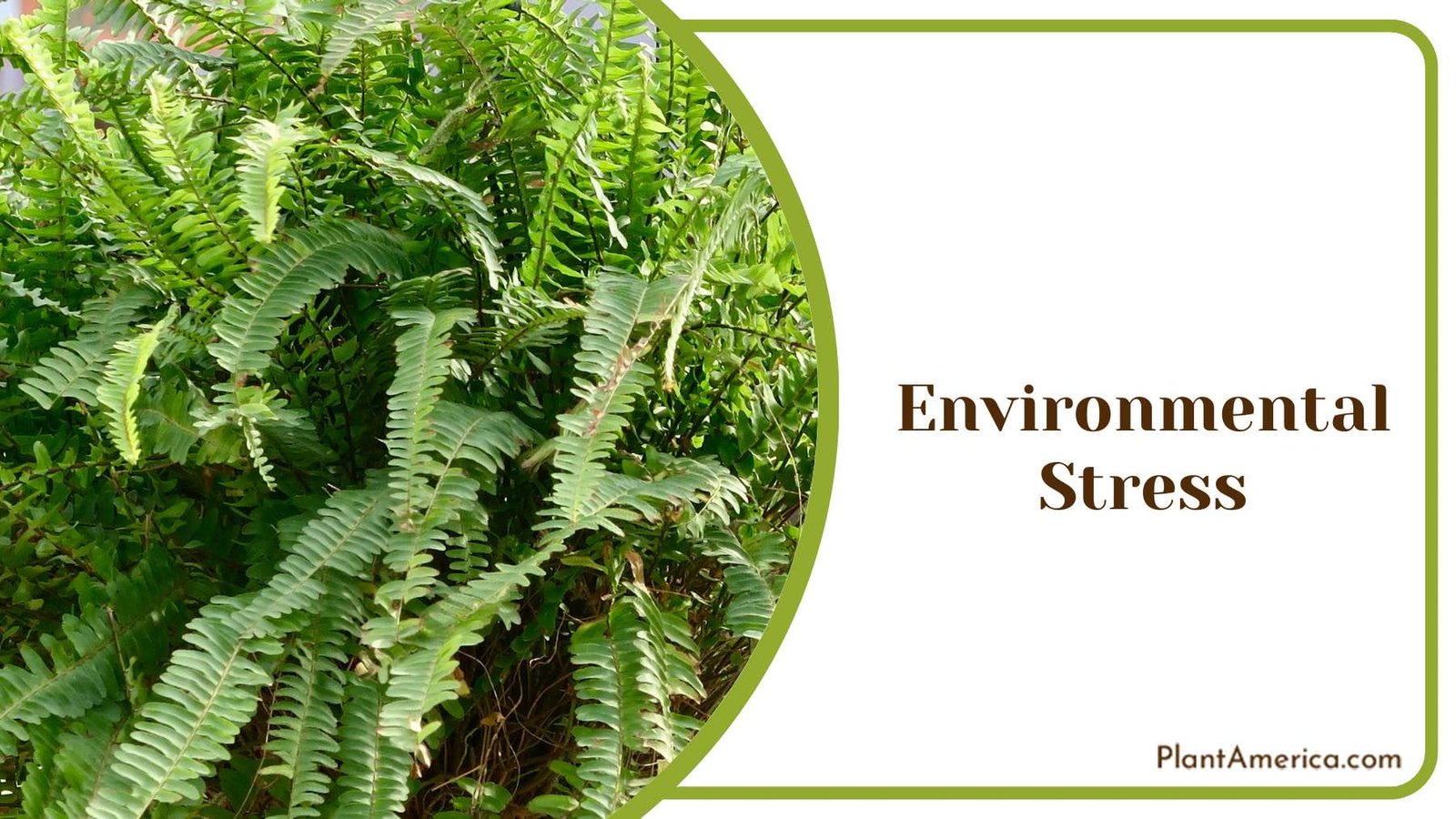 Environmental Stress of Fern Plant America