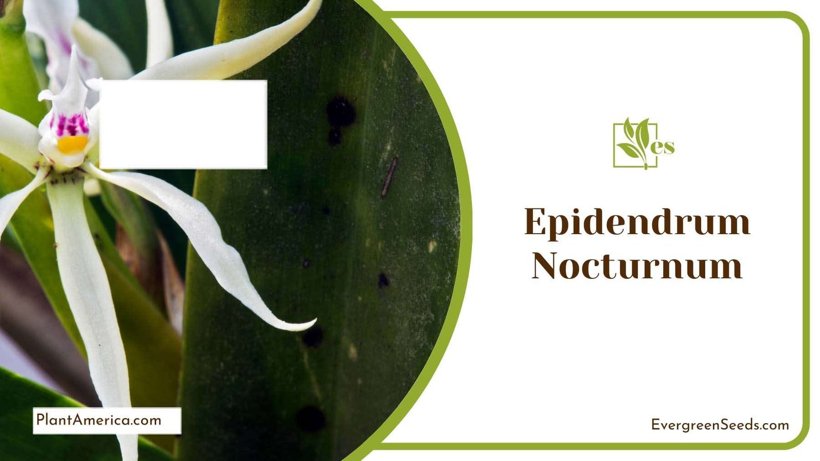 Epidendrum Nocturnum Orchid Plant America