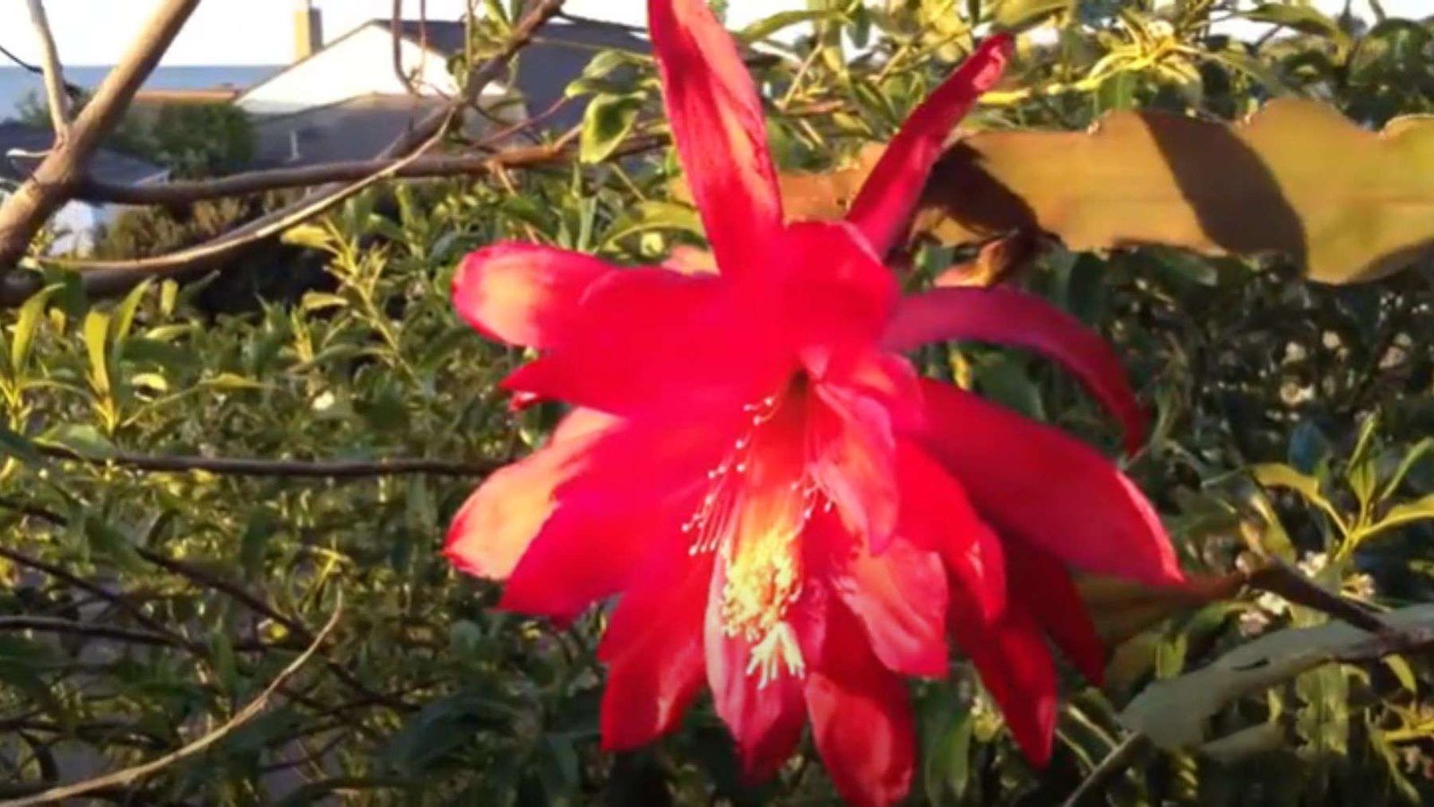 Epiphyllum Cactus Best Time Plant America