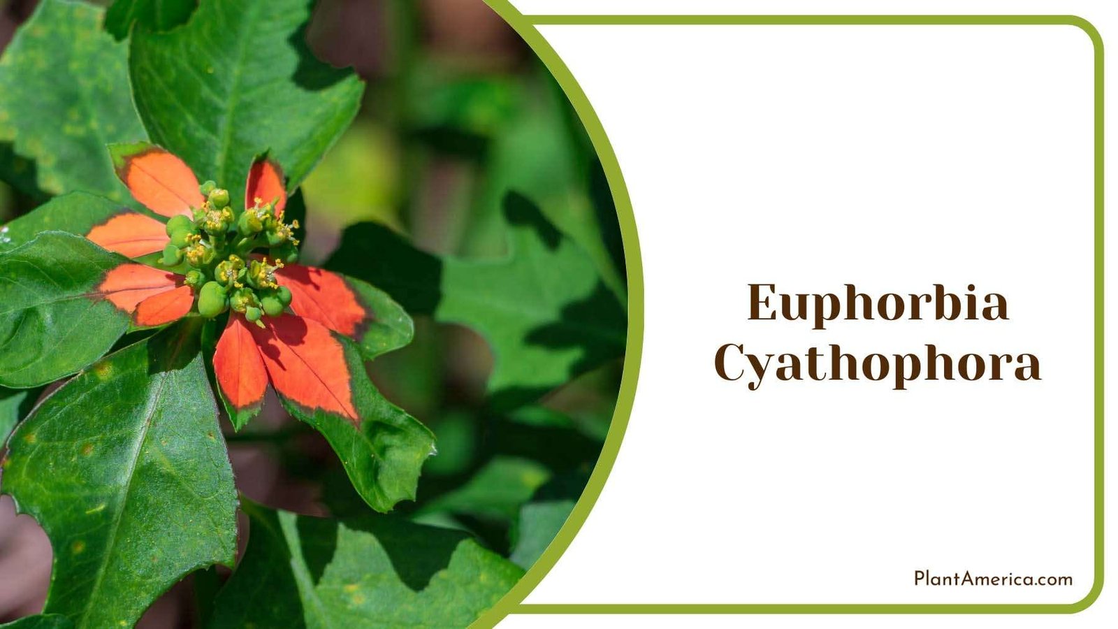 Euphorbia Cyathophora Crown Plant America
