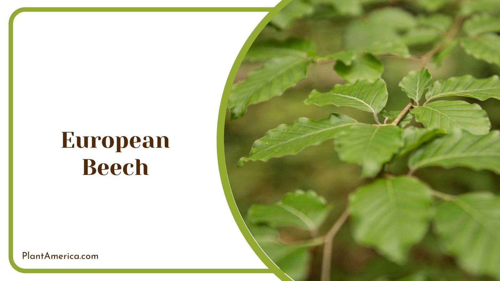 European Beech Tree Plant America European Beech Tree Plant America