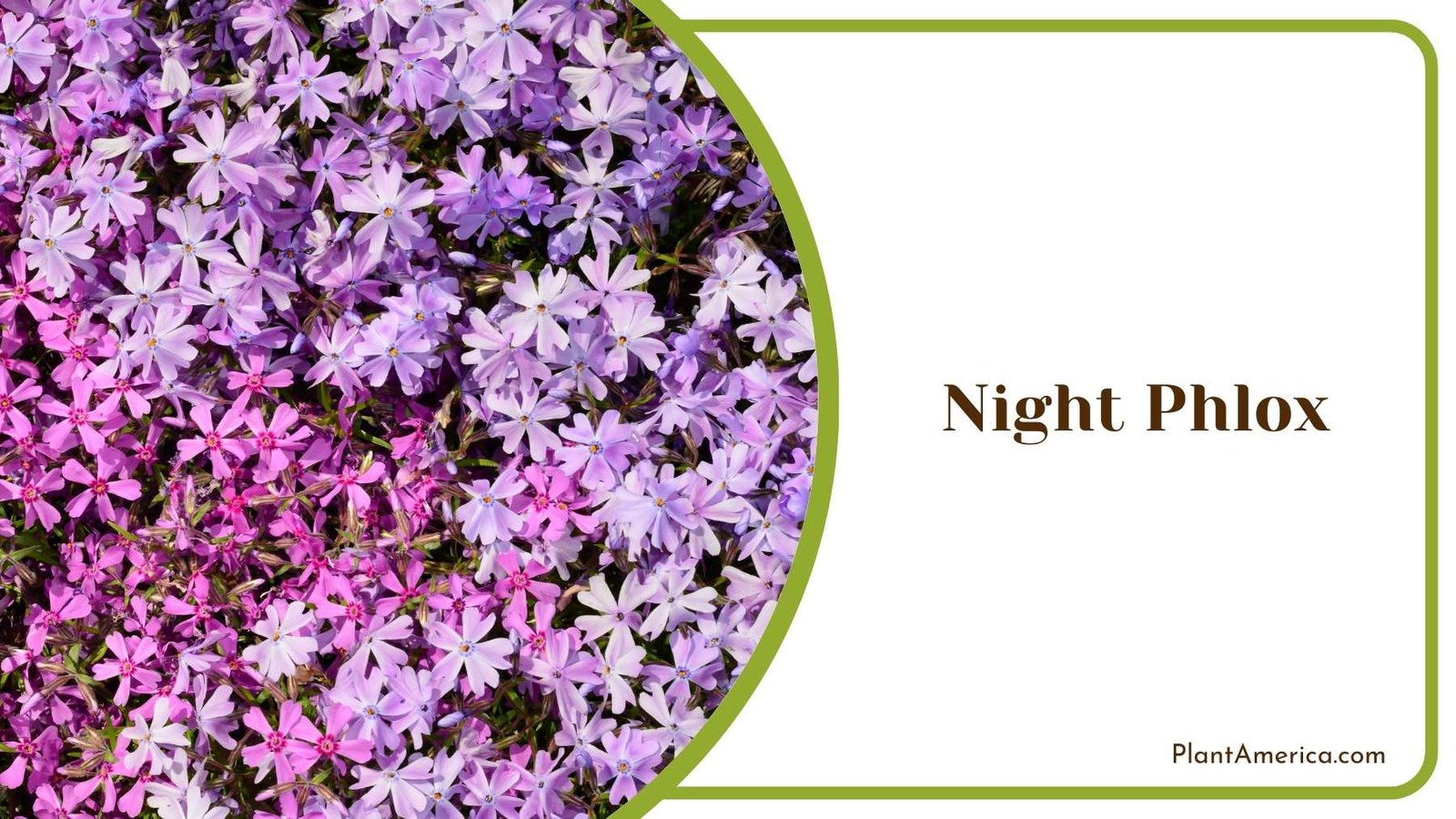 Farm Of Night Phloxes Plant America Farm Of Night Phloxes Plant America
