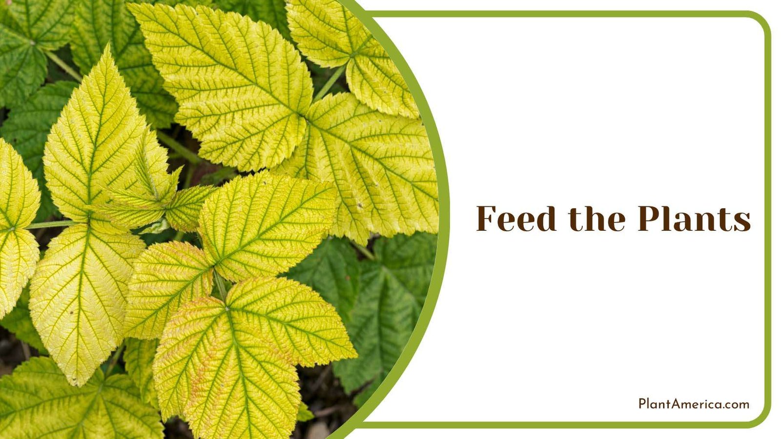 Feed Lomandra Plants Plant America 1
