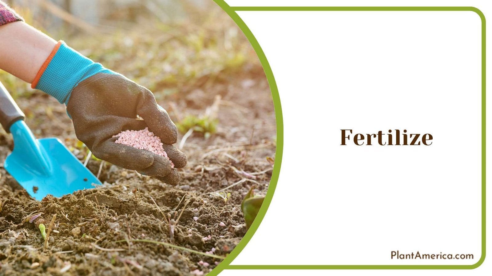 Feed Lomandra Plants Plant America