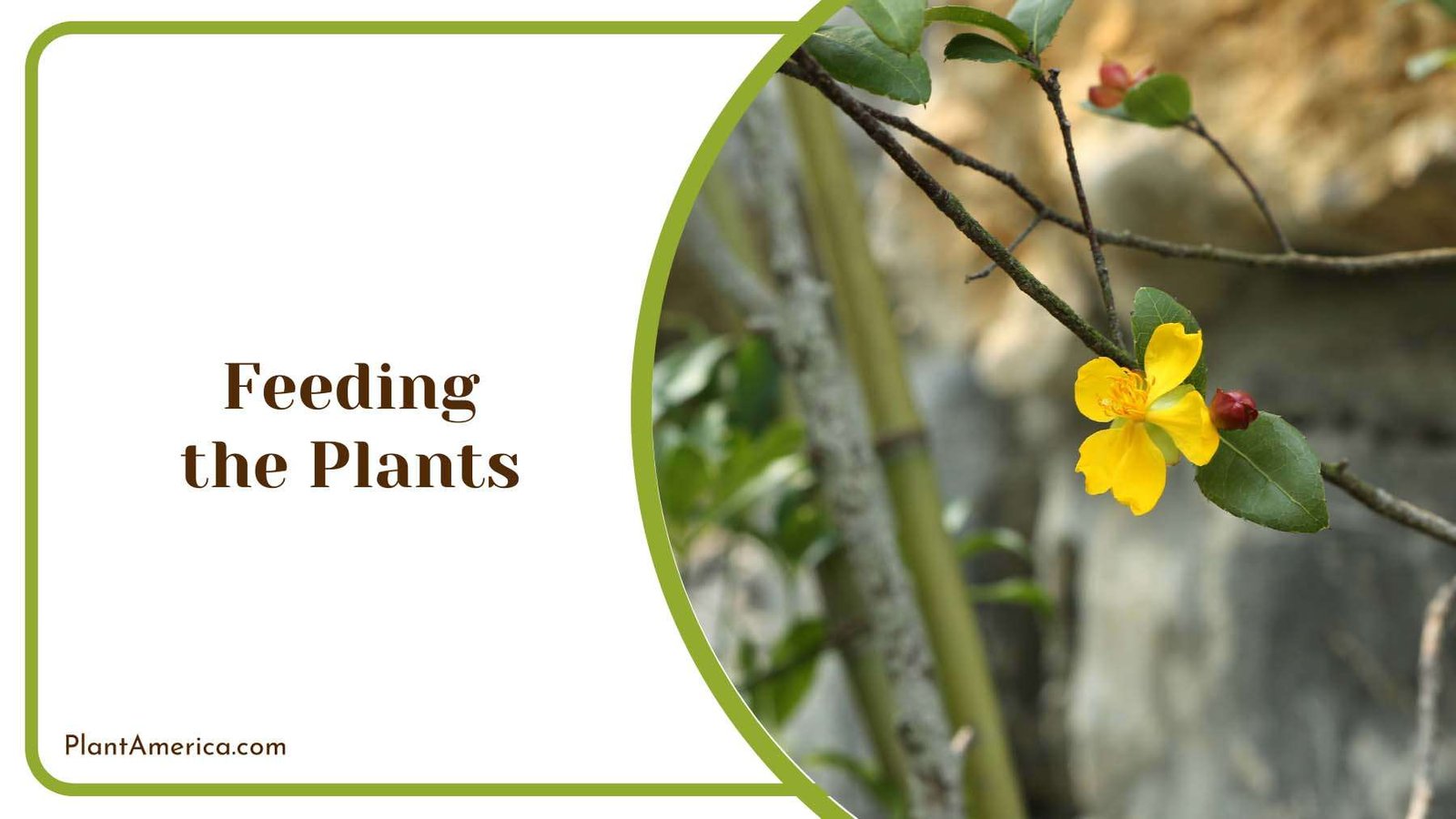 Feeding the Plants Plant America
