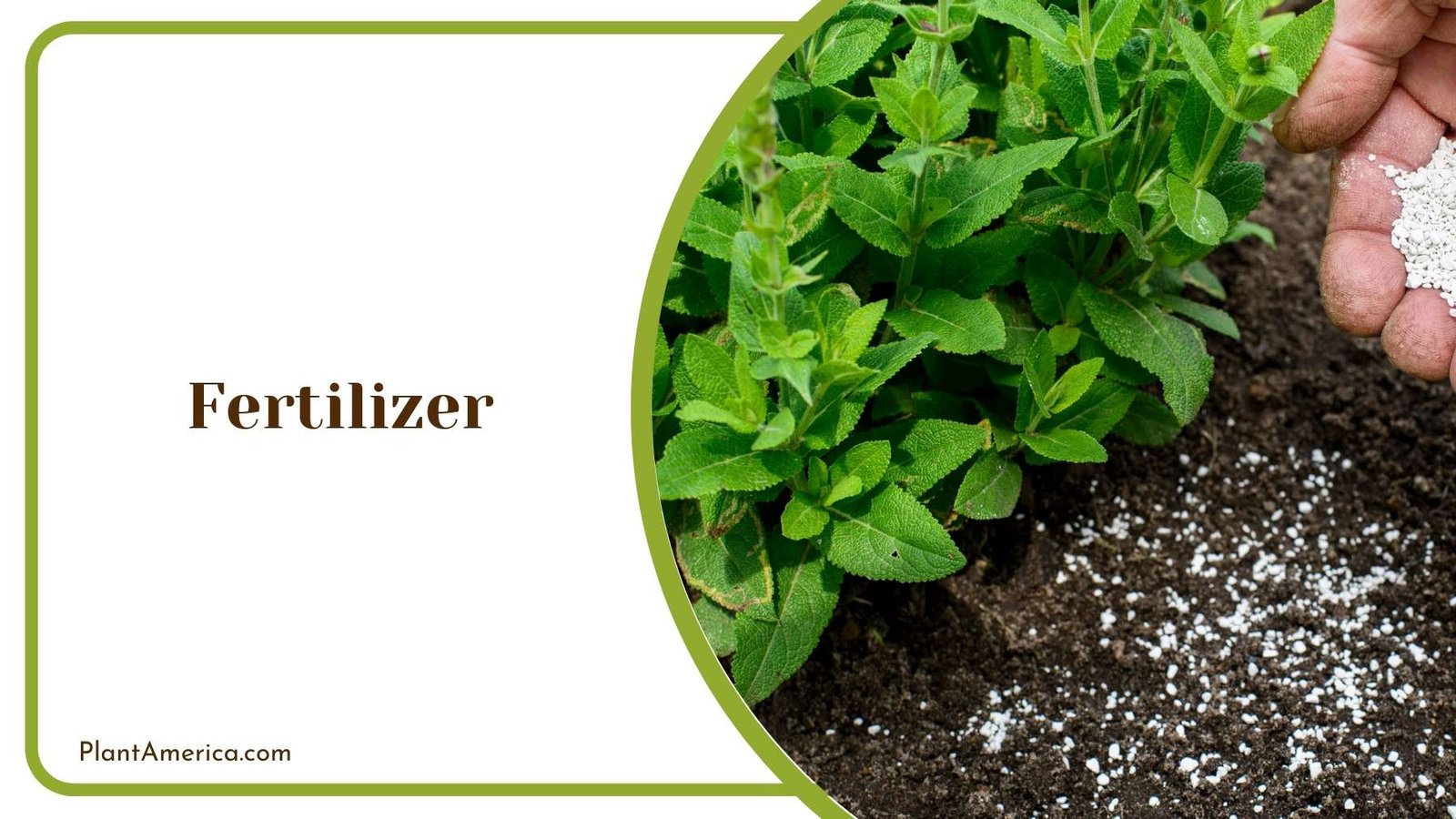 Fertilizer In Hand Of a Farmer Plant America
