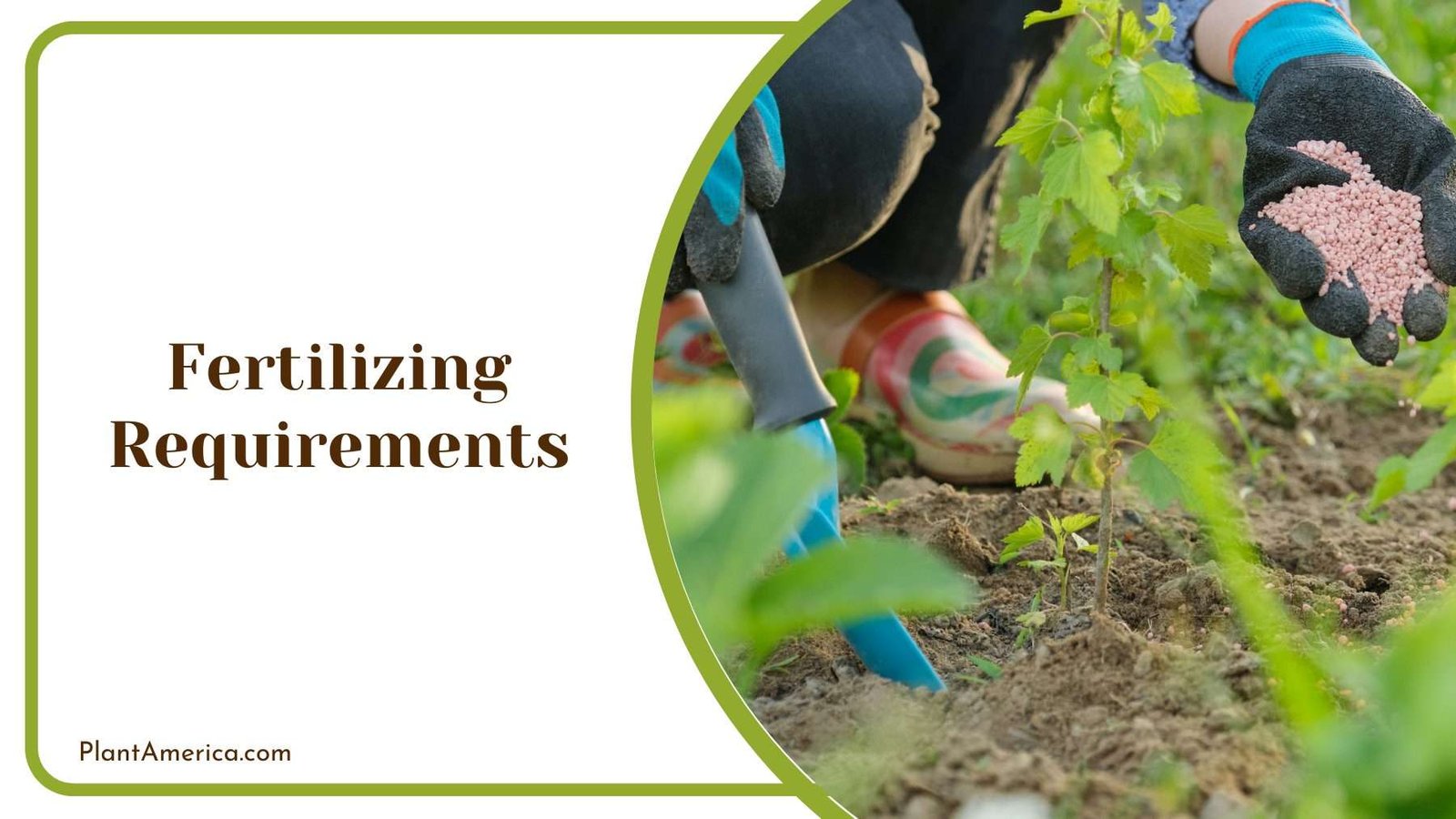 Fertilizer In Hand Of a Gardener Plant America Fertilizer In Hand Of a Gardener Plant America