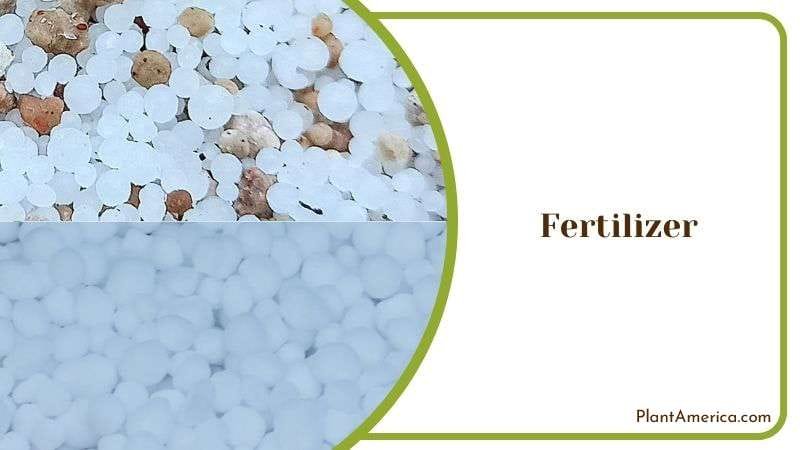 Fertilizing Philodendron Bipennifolium Plant America