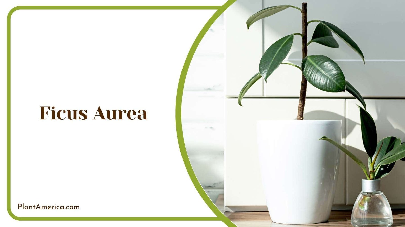 Ficus Aurea Interior Decor Plant America