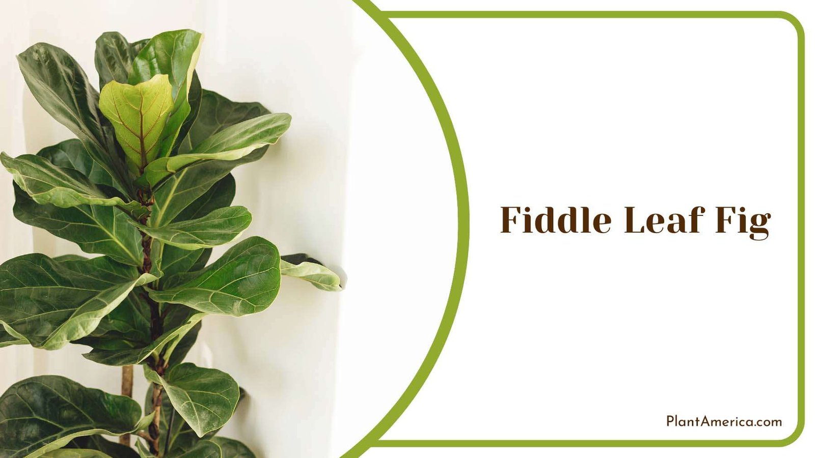 Fiddle Leaf Fig Green Plant America