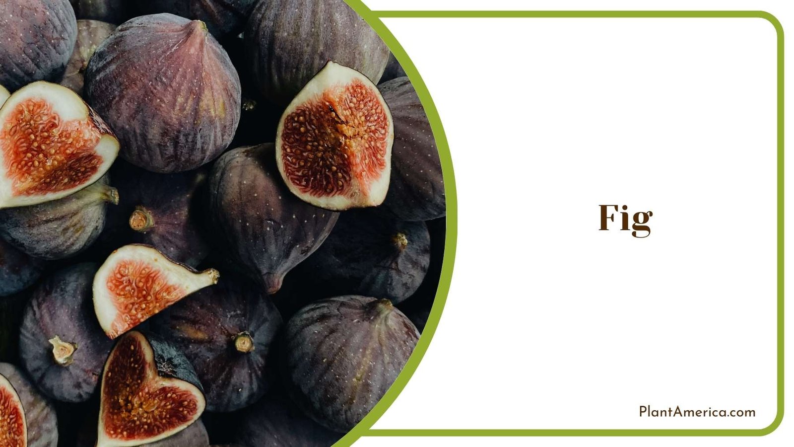 Fig Picture Plant America