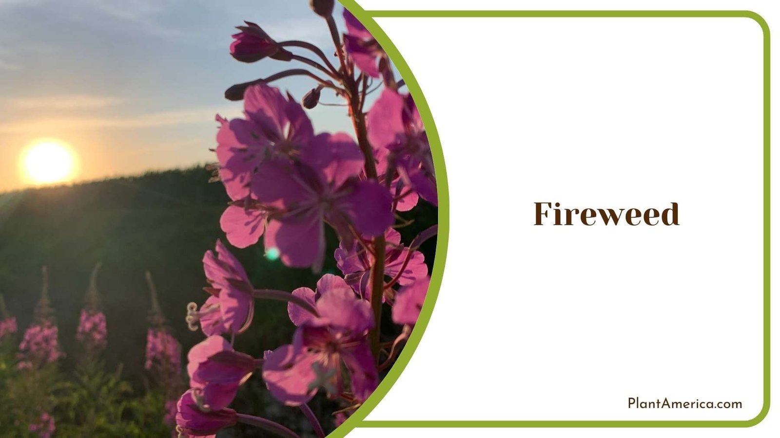 Fireweed Plant In Land Plant America Fireweed Plant In Land Plant America
