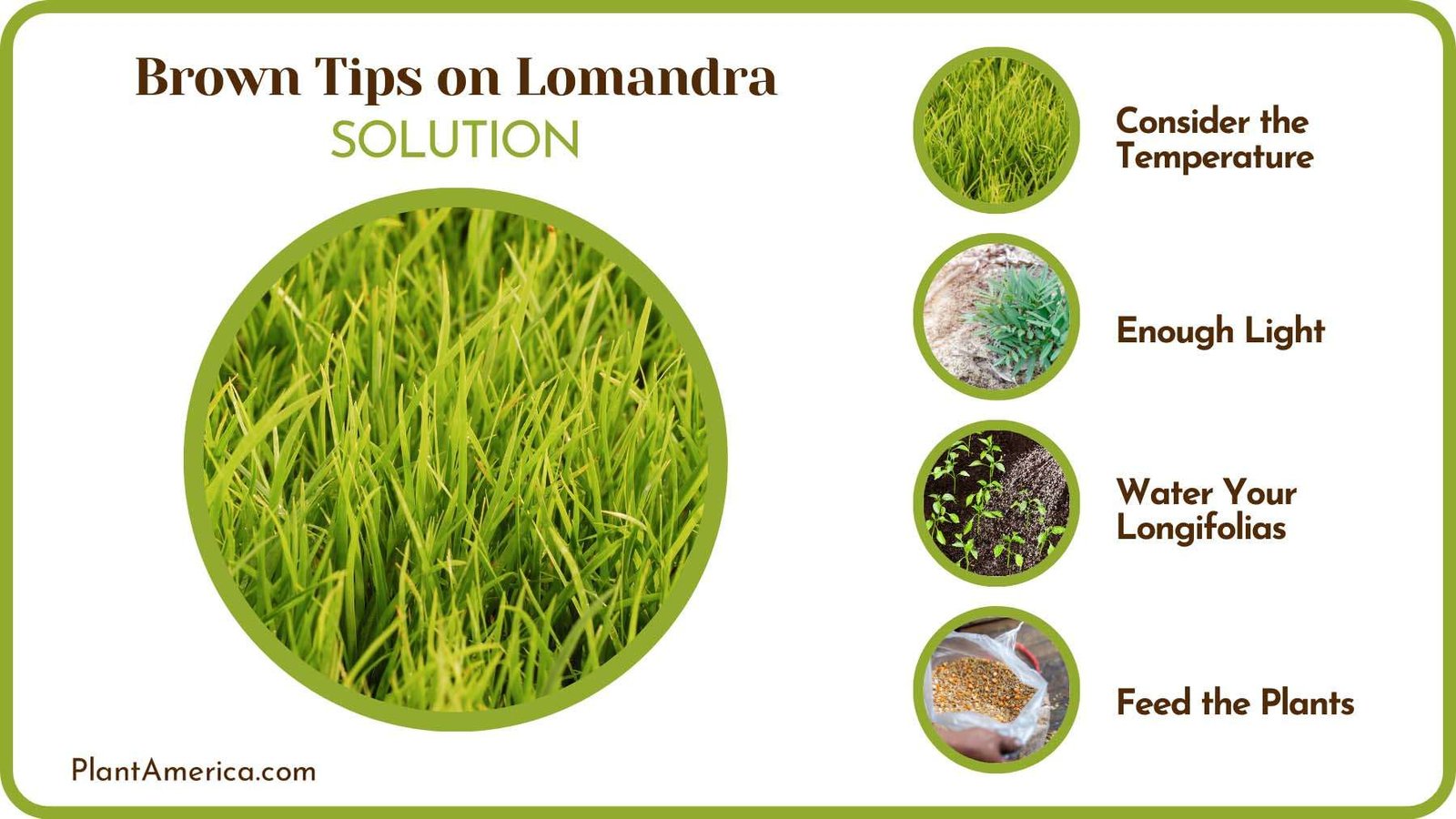 Fix Brown Tips on Longifolia Plant America