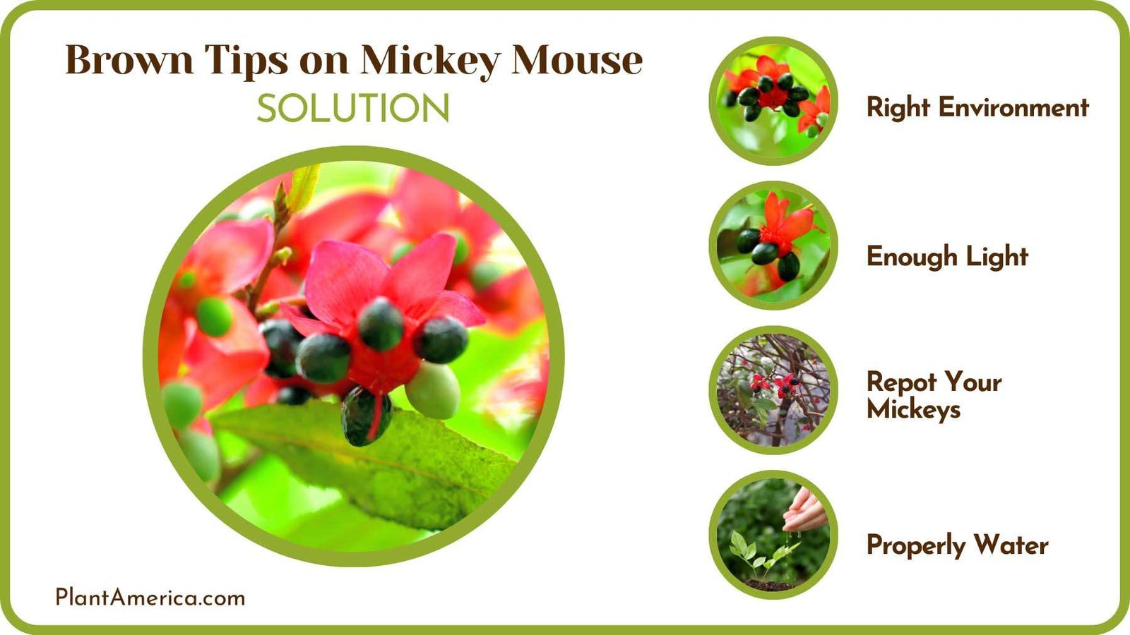 Fix Brown Tips on Mouse Plants Plant America