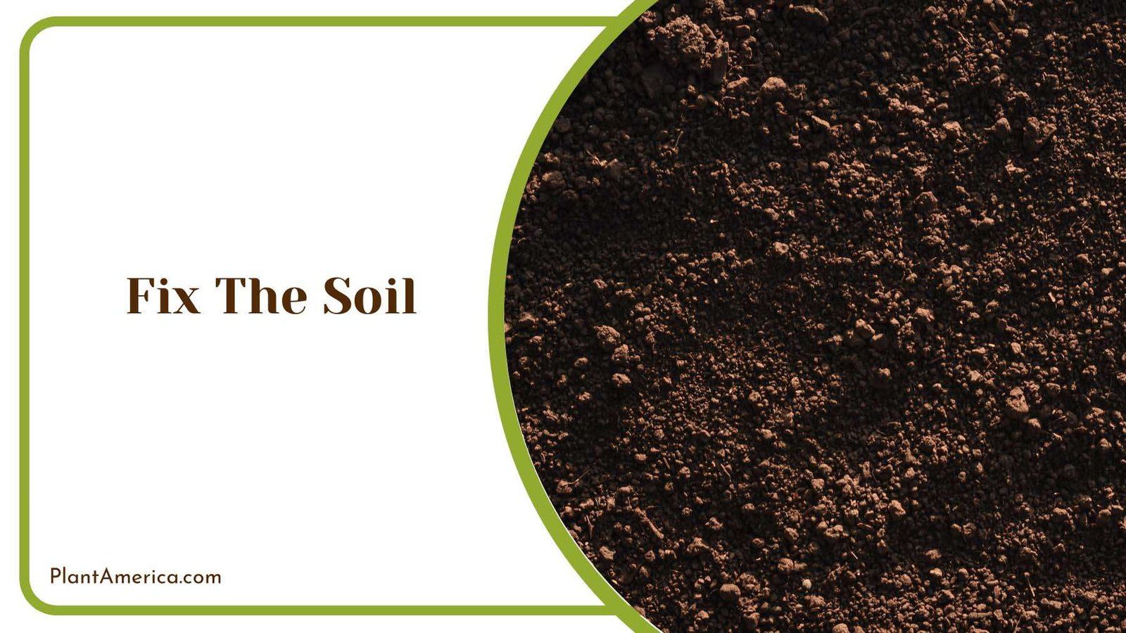 Fix Mandarin Soil Plant America