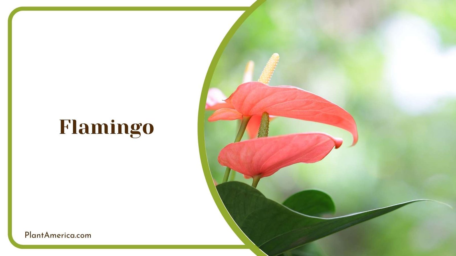 Flamingo Close Up Plant America