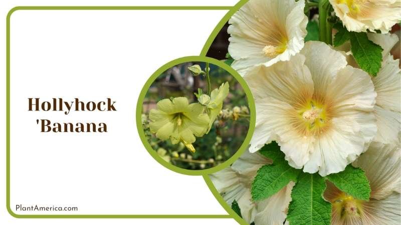 Floral beauty of Hollyhock Banana Plant America