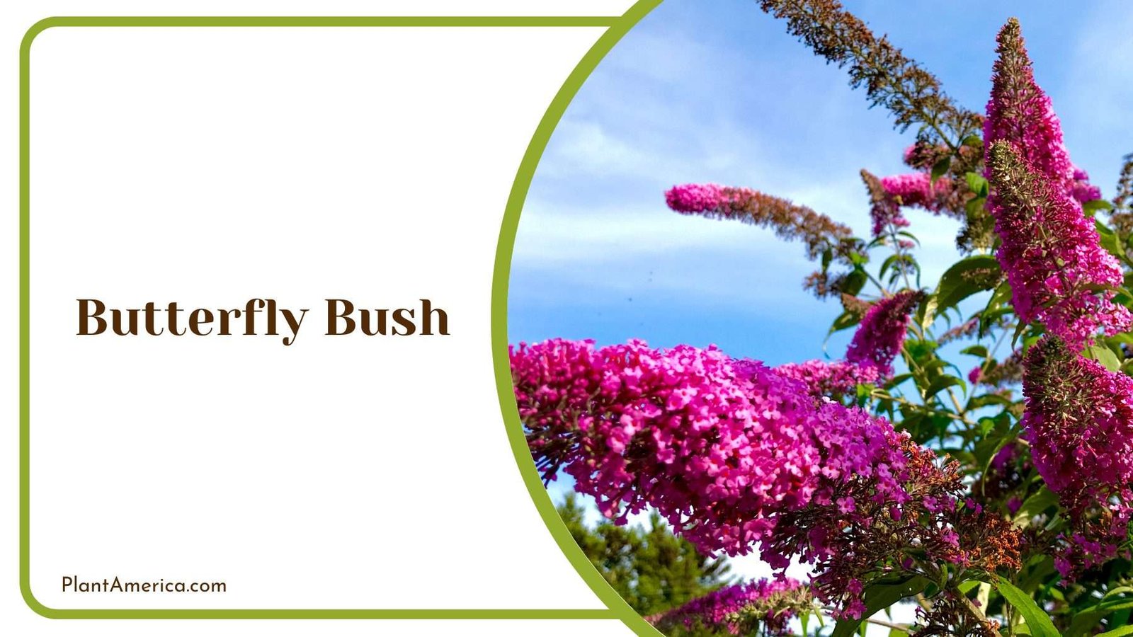 Focus Shot On Butterfly Bush Plant America Focus Shot On Butterfly Bush Plant America